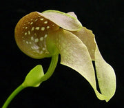 Bulbophyllum grandiflorum
