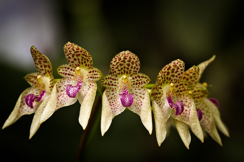 Bulbophyllum guttulatum