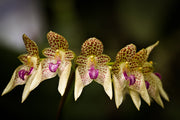 Bulbophyllum guttulatum