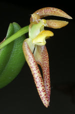 Carica l'immagine nel visualizzatore Galleria, Bulbophyllum lasiochilum