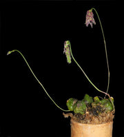 Bulbophyllum lemniscatoides