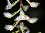 Carica l'immagine nel visualizzatore Galleria, Bulbophyllum lindleyanum
