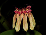 Load image into Gallery viewer, Bulbophyllum longiflorum