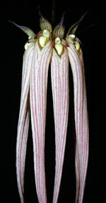 Carica l'immagine nel visualizzatore Galleria, Bulbophyllum longissimum