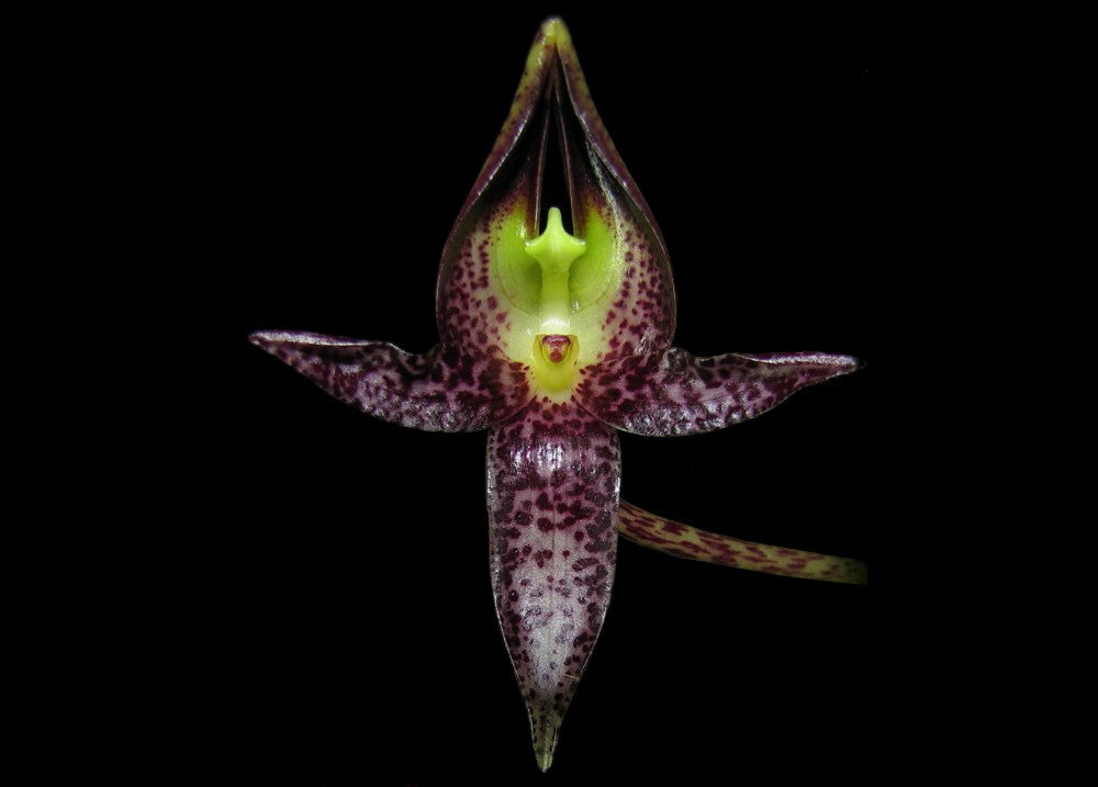 Bulbophyllum macranthum