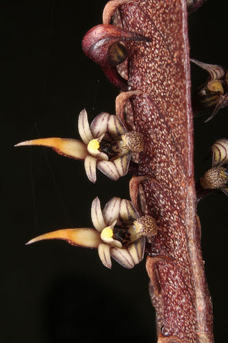 Bulbophyllum maximum