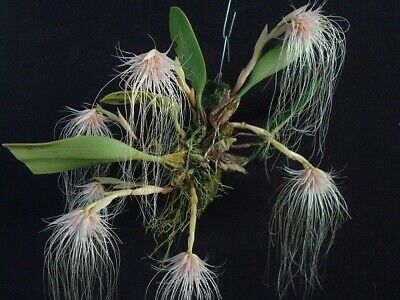 Bulbophyllum medusae