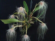 Bulbophyllum medusae