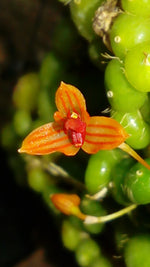 Load image into Gallery viewer, Bulbophyllum moniliforme