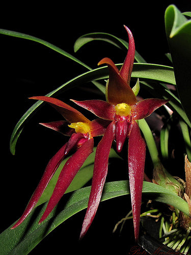 Bulbophyllum nymphopolitanum