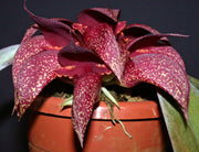 Bulbophyllum phalaenopsis x Bulbophyllum cruentum