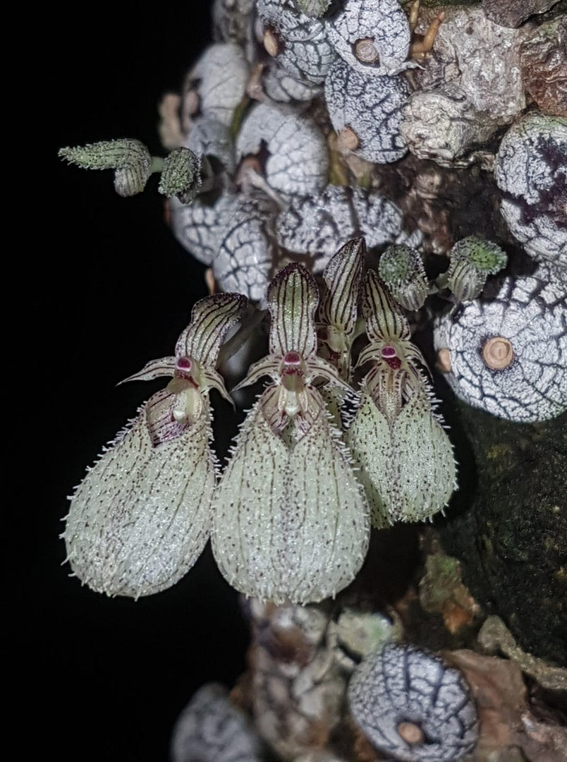 Bulbophyllum polliculosum