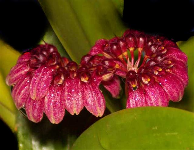Bulbophyllum pulchellum