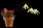 Carica l'immagine nel visualizzatore Galleria, Bulbophyllum purpurascens