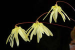 Carica l'immagine nel visualizzatore Galleria, Bulbophyllum purpurascens
