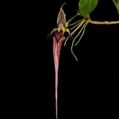 Bulbophyllum putidum