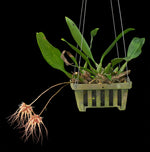 Load image into Gallery viewer, Bulbophyllum sanguineopunctatum