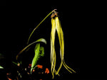 Carica l&#39;immagine nel visualizzatore Galleria, Bulbophyllum thiurum
