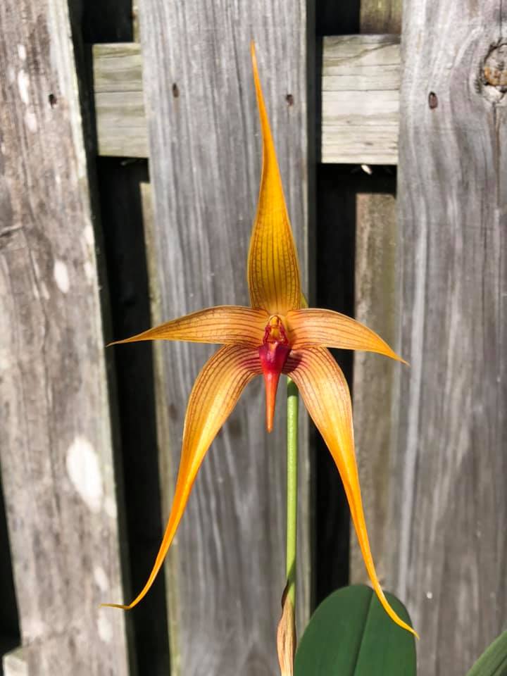 Bulbophyllum Wilbur Chang x sumatranum 'Red'