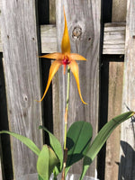 Load image into Gallery viewer, Bulbophyllum Wilbur Chang x sumatranum 'Red'