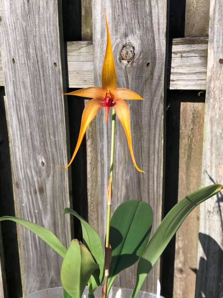 Bulbophyllum Wilbur Chang x sumatranum 'Red'