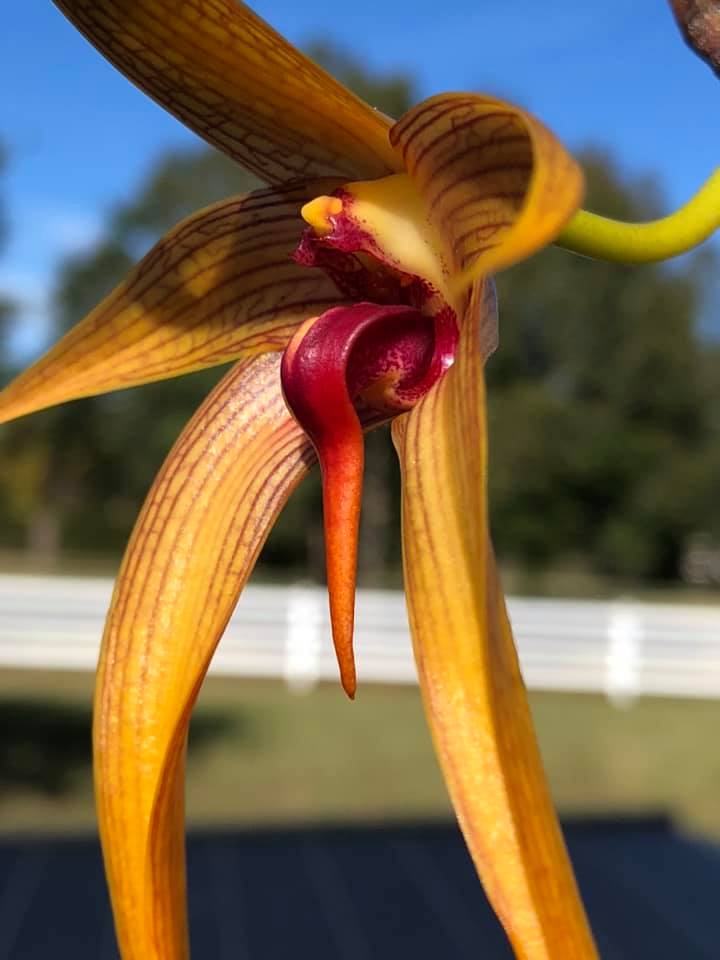 Bulbophyllum Wilbur Chang x sumatranum 'Red'