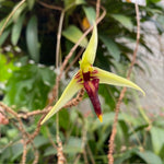Carica l'immagine nel visualizzatore Galleria, Bulbophyllum longiscapum