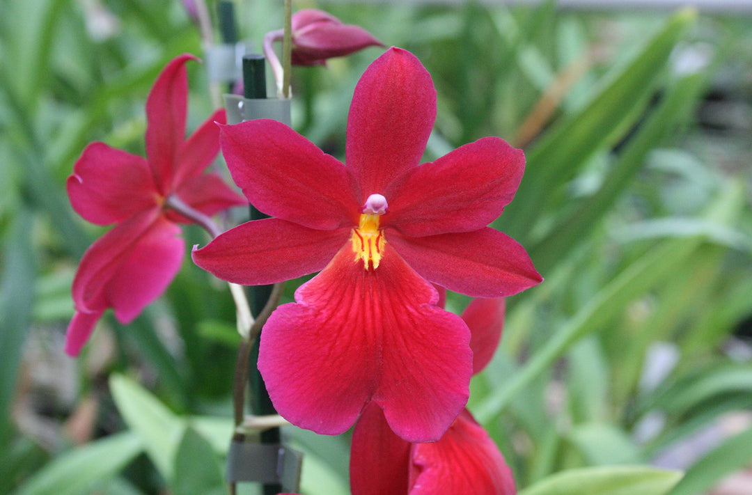 Burrageara Nelly Isler 'Red Velvet'