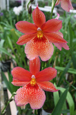 Carica l&#39;immagine nel visualizzatore Galleria, Burrageara Nelly Isler
