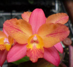 Carica l&#39;immagine nel visualizzatore Galleria, Cattleya ((C. Pink Splash x C. cernua) x C. milleri) &#39;C.T. Peach River&#39;
