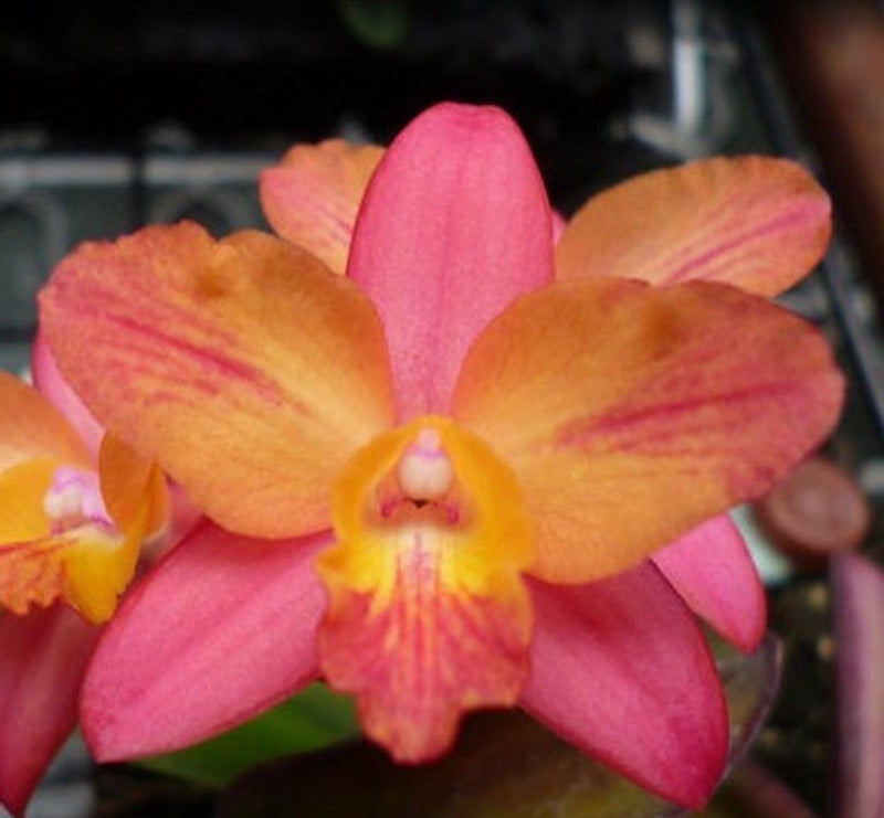 Cattleya ((C. Pink Splash x C. cernua) x C. milleri) 'C.T. Peach River'