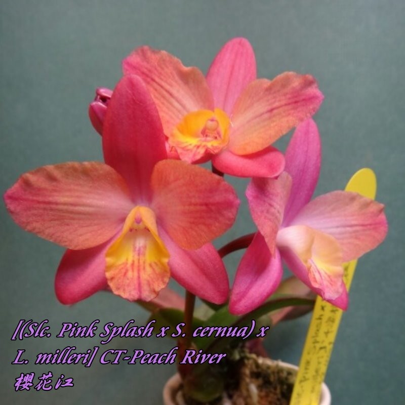 Cattleya ((C. Pink Splash x C. cernua) x C. milleri) 'C.T. Peach River'