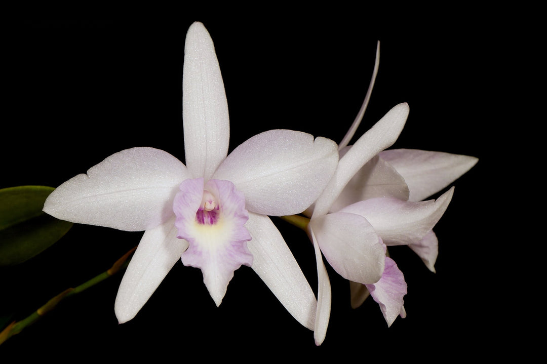 Laeliocattleya (C. Pink Splash x L. rubescens)
