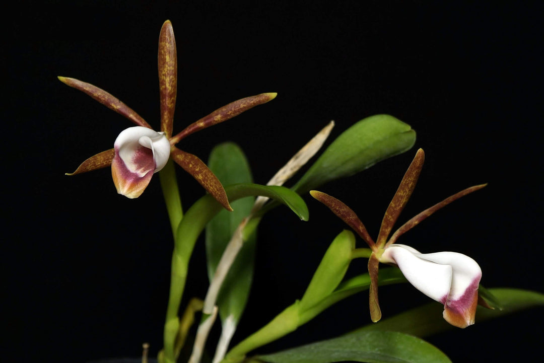 Cattleya araguaiensis