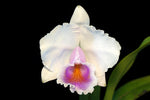Load image into Gallery viewer, Cattleya quadricolor