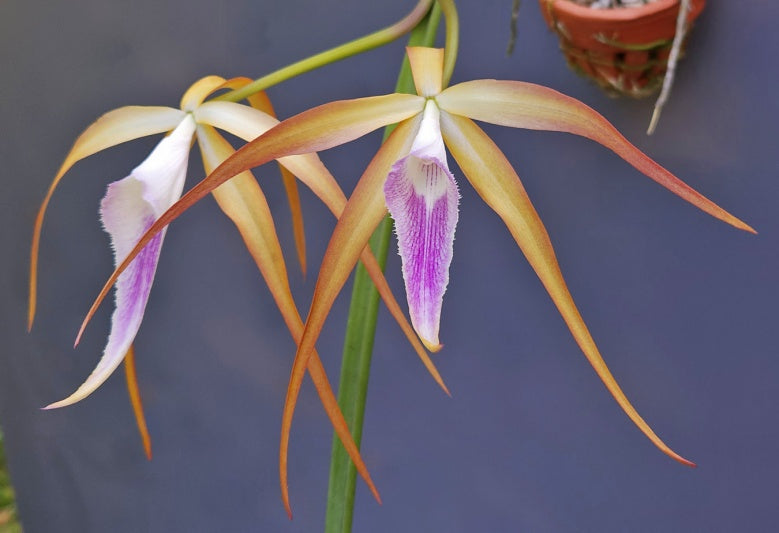 Brassocattleya Sunset Surprise (C. tenebrosa x B. cucullata)