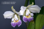 Carica l'immagine nel visualizzatore Galleria, Cattleya quadricolor var. coerulea x C. schilleriana var. coerulea