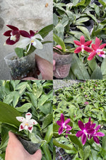 Load image into Gallery viewer, Phalaenopsis tetraspis C1 mixed color