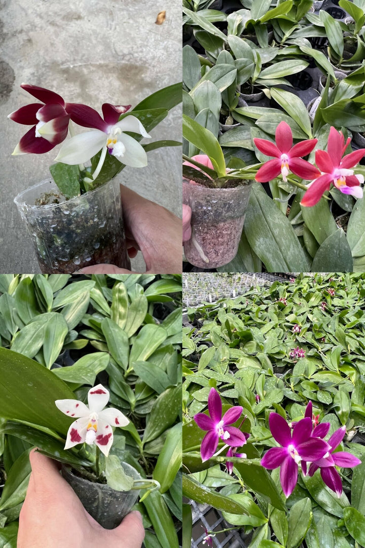 Phalaenopsis tetraspis C1 mixed color