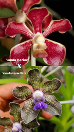 Carica l'immagine nel visualizzatore Galleria, Vanda mariae x tessellata