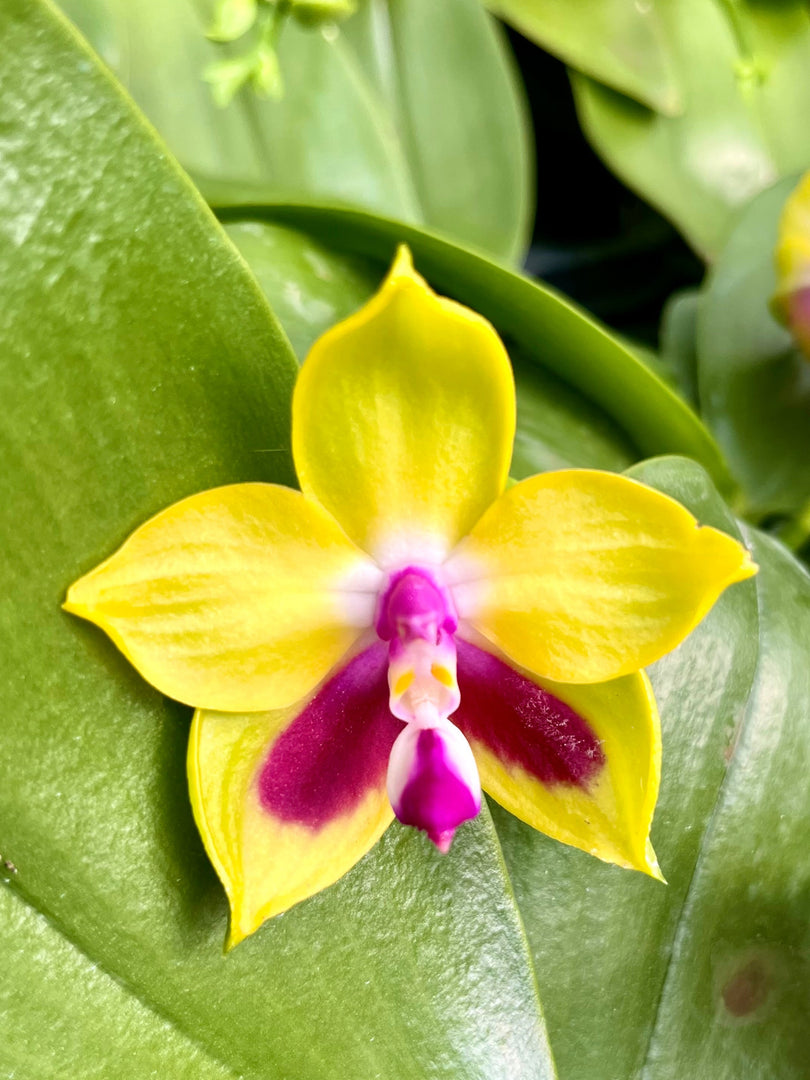 Phalaenopsis KS Happy Eagle 'Super'