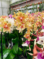Chargez l'image dans la visionneuse de galerie, Phalaenopsis rheingold x pallens