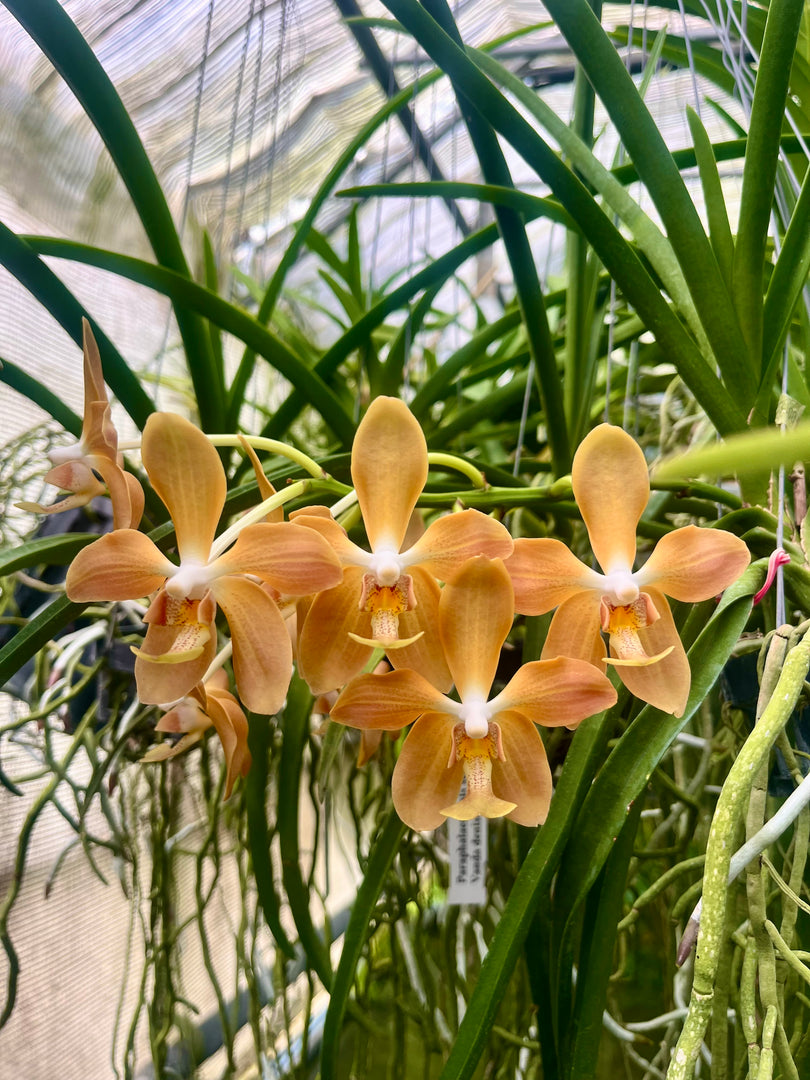 Paraphalaenopsis serpentilingua x Vanda denisoniana