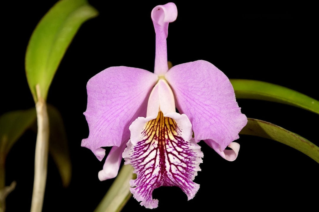 Cattleya Susiana (Cattleya maxima x Laelia dayana)