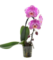 Phalaenopsis Victorio ad arco