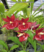 Catamodes Jumbo Riot 'Sunrise'