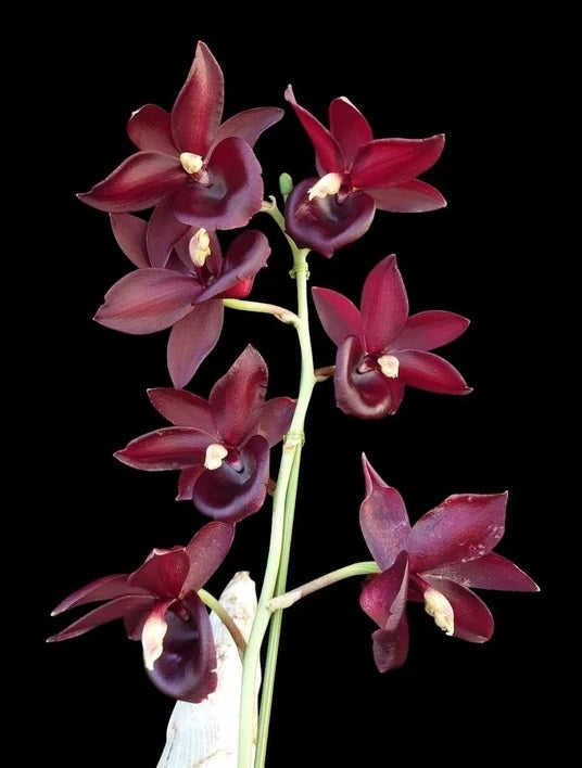 Catanoches Taiwan Red Diamond (Cycnoches Taiwan Gold Orange × Catasetum Orchidglade)