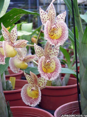 Catasandra Jumbo Express 'Golden Elf' BM/TOGA