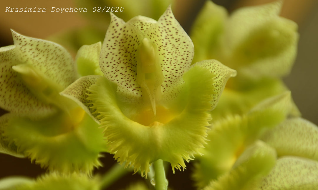 Catasetum Pileabrosum Green 'Green Bat' × fimbriatum