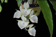 Catasetum pileatum var.alba